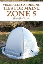 Have a look at the map and find the number for your area for growing plants, trees, shrubs, and vines, including annuals and perennials. Vegetable Gardening Tips For Maine Zone 5