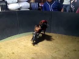 Ayamlagajogja instagram posts photos and video. Pakhoy Pukul Ko My Atom Video Dailymotion