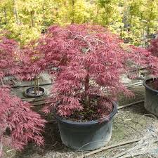 Cet arbre très résistant au froid aime les. Erable Du Japon Crimson Queen Acer Palmatum Crimson Queen Bojardin Erable Demi Tige Prix A