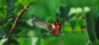 See more ideas about hummingbird, ruby throated hummingbird, pet birds. Ruby Throated Hummingbird Vermont Fish Wildlife Department