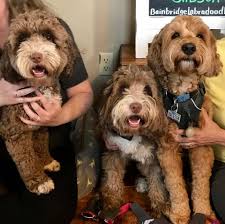 The puppies are alert, friendly, gentle, intelligent and extremely loyal. Are You Ready To Adopt Bainbridge Labradoodles