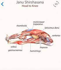 He was plimping for an extension of. Janusirsasana Yoga Anatomy Yoga Muscles Restorative Yoga Poses