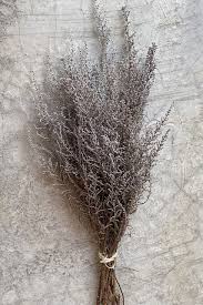 Image result for Stoebe