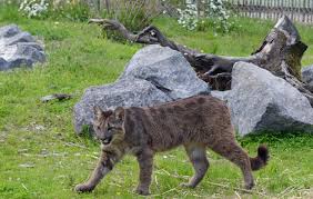 Ein puma in einem gebirge: Raubkatzen Im Hunsruck Pumas Haben In Bell Ein Neues Grosses Zuhause Rhein Hunsruck Zeitung Rhein Zeitung