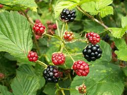 Image result for Rubus repens