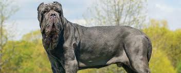 Jiji.com.gh more than 11 mastiff dogs & puppies are waiting for you buy your future friend today ▷ prices are starting from gh₵ 600 in ghana. Neapolitan Mastiff Dog Breed Profile Petfinder