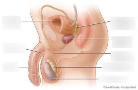 These bones are arranged into two major divisions: Male Reproductive System Labelling Diagram Quizlet
