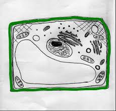 Mar 09, 2020 · what are the three jobs of the cell membrane? Quia Section 7 2 Eukaryotic Cell Structures Cell Wall And Membrane From 7 3