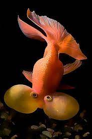 Oranda Goldfish Goldfish Oranda Goldfish Pet Fish