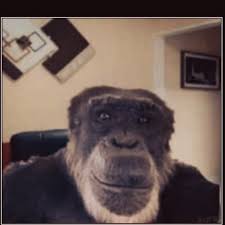 Create meme "monkey , monkey animals, monkey " - Pictures - Meme-arsenal.com