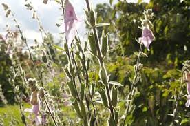 Image result for Ceratotheca triloba