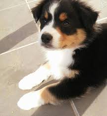 Votre adresse de messagerie ne sera pas publiée les champs obligatoires sont indiqués avec commentaire nom adresse de messagerie site web les liens. Chiot Male Berger Australien Lof Animaux Morbihan Leboncoin Fr Berger Australien Animaux Bergers Australiens
