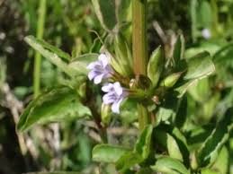 Image result for Dyschoriste multicaulis