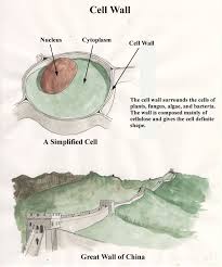 Animal Cell And Plant Cell Forestrypedia