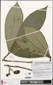 Image result for Ritchiea