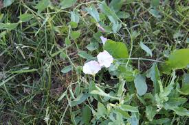 Image result for Convolvulus farinosus