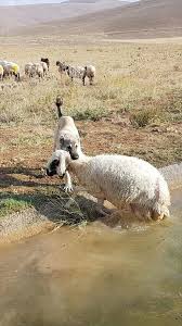 Kangal Kopegi Koyunu Olumden Kurtardi