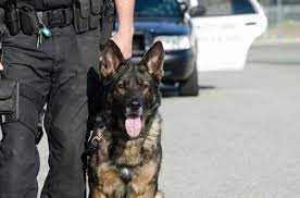 Knowing how to hide the weed smell is critical to your freedom. Is It Possible To Trick A Drug Sniffing Dog