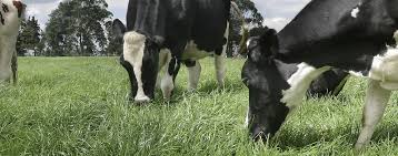 Cuál es la responsabilidad de los fabricantes de alimento balanceado para  minimizar las emisiones GEI de los animales? | CONtexto Ganadero