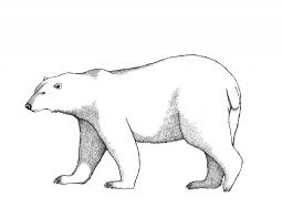 Cauta prin cele 5000 de desene de colorat si planse de colorat. Desene Cu Ursul Polar De Colorat Imagini È™i PlanÈ™e De Colorat Cu Ursul Polar