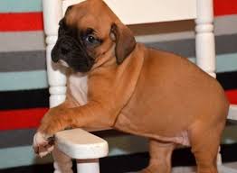5,731 likes · 214 talking about this. Boxer Puppies For Sale New Orleans La 291945 Petzlover