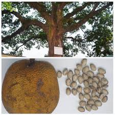 Image result for Artocarpus