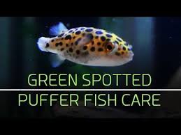 Green Spotted Puffer Fish Care Tips Youtube Puffer Fish Fish Fish Care