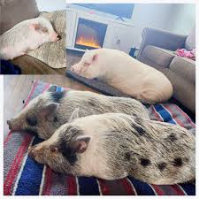 Perfil de Gilbert the party pig