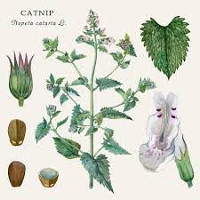 Botanical Watercolor Illustration Of The Culinary And Healing Plant Catnip Nepeta Cataria Botanical Illustration Watercolor Illustration Botanical Watercolor