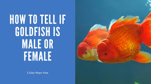 Can Anyone Tell Me If My Platy Is A Male Or Female? : R/Fish