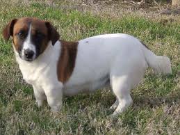 The short jack russell has become a very popular pet. Short Leg Jack Russell Nina