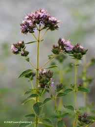 Image result for Origanum