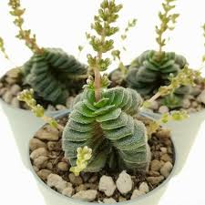 Image result for Triumfetta setulosa