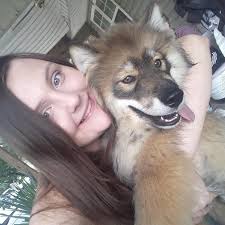 Introducing mini, a small bengal cat