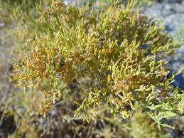 Image result for Fagonia isotricha