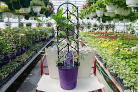 Maybe you would like to learn more about one of these? Clematis Elsa Spath Medary Acres