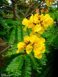 Image result for Limeum pterocarpum