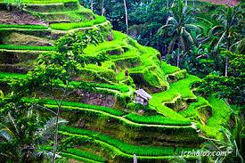 Hasil gambar untuk photography of bali
