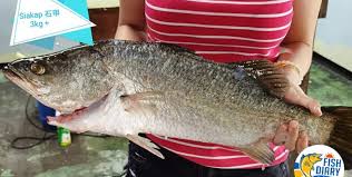 Fish) are an aquatic group of vertebrates which live in water and respire (get oxygen) with gills. Fish For You Today 8 11 ä½ ä¹°é±¼ æˆ'ä»¬åŒ…æ€åŒ…æ¸…ç†åŒ…æ­£ç©ºåŒ…è£…ç›´é€ä½ å®¶ Facebook