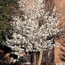 Maybe you would like to learn more about one of these? Cleveland Select Flowering Pear Nwa Plants Inc
