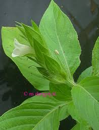 Image result for Asystasia mysorensis