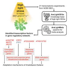 Image result for Arabidopsis thaliana