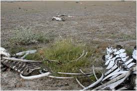 Image result for Enneapogon desvauxii