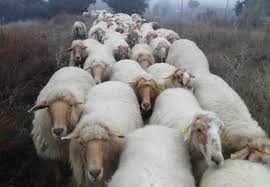 El parque recibe a su rebaño - Centro de Educación Ambiental de Casa de  Campo