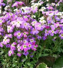 Image result for Malcolmia maritima