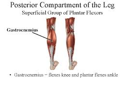 You may recall from other lessons that smooth muscles are found in many of underneath the diaphragm are the abdominal muscles. The Muscular Systemgross Anatomy I Over 600 Human