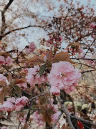 Pngtree offers hd bunga sakura background images for free download. Sakura Haruno Wallpaper Pink Cartoon Illustration Anime Art 88352 Wallpaperuse