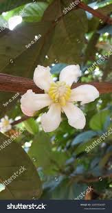 Image result for Bellucia pentamera