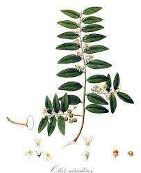 Image result for Olacaceae