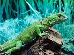 Baby Green Iguanas For Sale Green Iguana Iguana Iguana For Sale